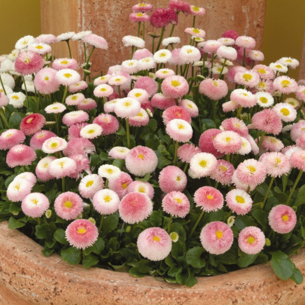 Bellis 'Tasso® Strawberries & Cream'