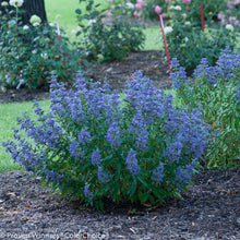 Load image into Gallery viewer, Caryopteris 'Blue Empire'
