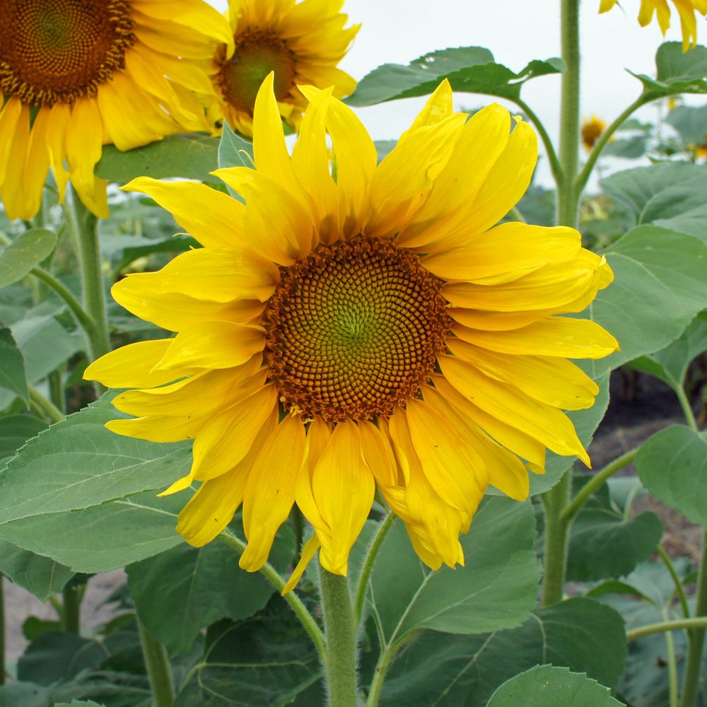 Sunflower 'Big Smile'