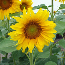 Load image into Gallery viewer, Sunflower &#39;Big Smile&#39;
