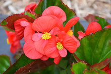 Load image into Gallery viewer, Begonia 'BIG Green Leaf'
