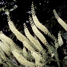 Load image into Gallery viewer, Actaea racemosa
