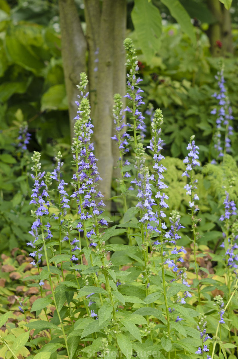 Lobelia siphlitica – BloomBox