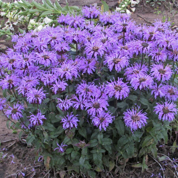 Monarda 'Blue Moon'