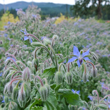 Load image into Gallery viewer, Borage
