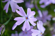 Load image into Gallery viewer, Phlox &#39;Emerald Blue&#39;
