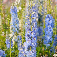 Load image into Gallery viewer, Delphinium Delphina™ &#39;Light Blue White Bee&#39;
