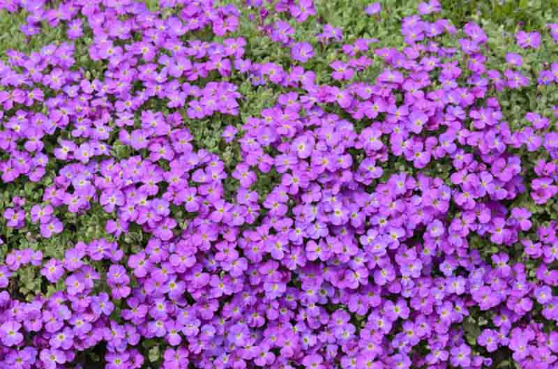 Aubrieta 'Rock on Purple'