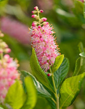 Load image into Gallery viewer, Clethra &#39;Ruby Spice&#39;
