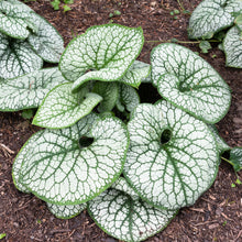 Load image into Gallery viewer, Brunnera &#39;Sea Heart&#39;
