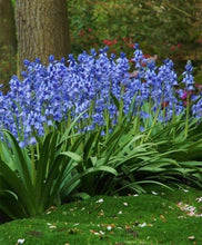 Load image into Gallery viewer, Hyacinthoides &#39;Blue&#39;
