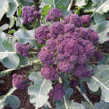 Load image into Gallery viewer, Broccoli &#39;Burgundy&#39; 6-pack
