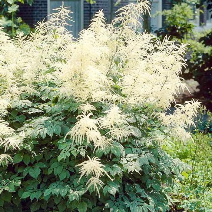Aruncus dioicus