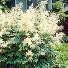 Load image into Gallery viewer, Aruncus dioicus
