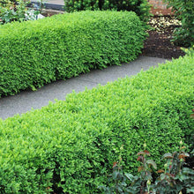 Load image into Gallery viewer, Boxwood &#39;Green Velvet&#39;
