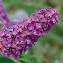 Load image into Gallery viewer, Buddleia &#39;Orchid Annie&#39;

