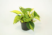 Load image into Gallery viewer, Philodendron &#39;Brasil&#39;
