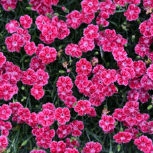 Load image into Gallery viewer, Dianthus 'Lip Gloss'
