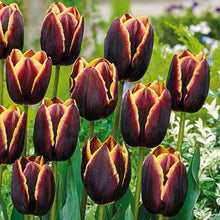Load image into Gallery viewer, Tulip &#39;Doberman&#39;
