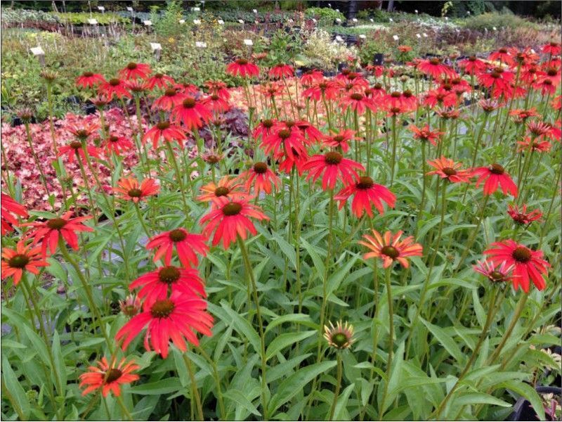 Echinacea 'Tomato Soup'
