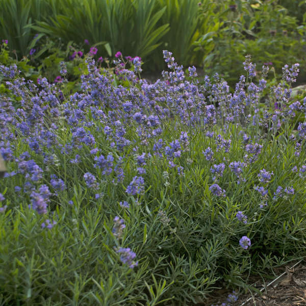 Lavender 'Blue Cushion'