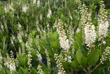 Load image into Gallery viewer, Clethra alnifolia (Sweet Pepperbush)
