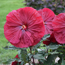 Load image into Gallery viewer, Hibiscus &#39;Blackberry Merlot&#39;
