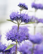 Load image into Gallery viewer, Caryopteris &#39;Blue Empire&#39;
