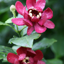 Load image into Gallery viewer, Calycanthus &#39;Aphrodite&#39;
