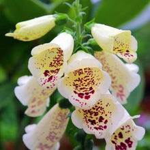 Load image into Gallery viewer, Foxglove  &#39;Camelot™ Cream&#39;
