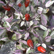 Load image into Gallery viewer, Ornamental Pepper &#39;Calico&#39;
