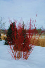 Load image into Gallery viewer, Red Osier Dogwood
