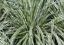 Load image into Gallery viewer, Carex EverColor® &#39;Everest&#39;
