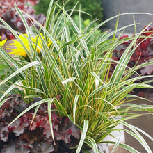 Load image into Gallery viewer, Carex EverColor® &#39;Everglow&#39;
