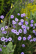 Load image into Gallery viewer, Catananche caerulea
