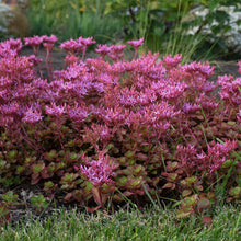 Load image into Gallery viewer, Sedum 'Fuldaglut'
