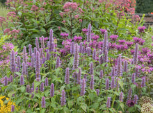 Load image into Gallery viewer, Agastache foeniculum
