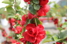 Load image into Gallery viewer, Quince Double Take® Scarlet

