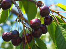 Load image into Gallery viewer, Cherry Tree &#39;Blackpearl Semi-dwarf&#39;
