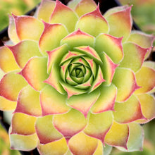 Load image into Gallery viewer, Sempervivum Chick Charms® 'Gold Nugget™'
