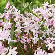 Load image into Gallery viewer, Chionodoxa &#39;Pink Giant&#39; (Glory of the Snow)
