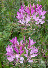Load image into Gallery viewer, Cleome
