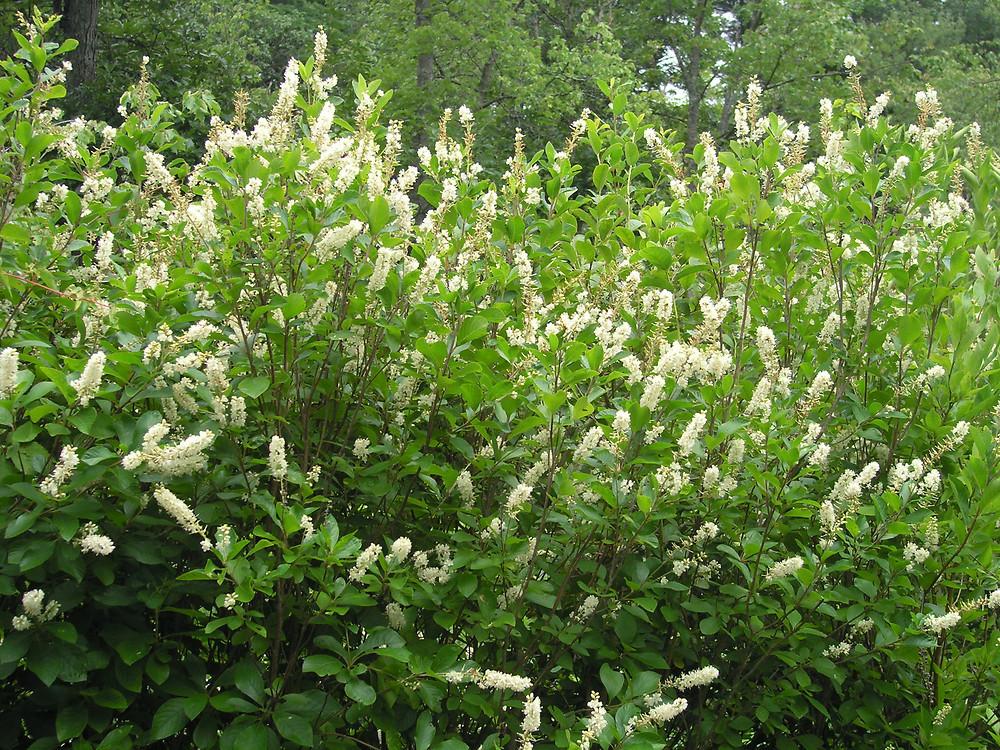 Clethra alnifolia (Sweet Pepperbush)