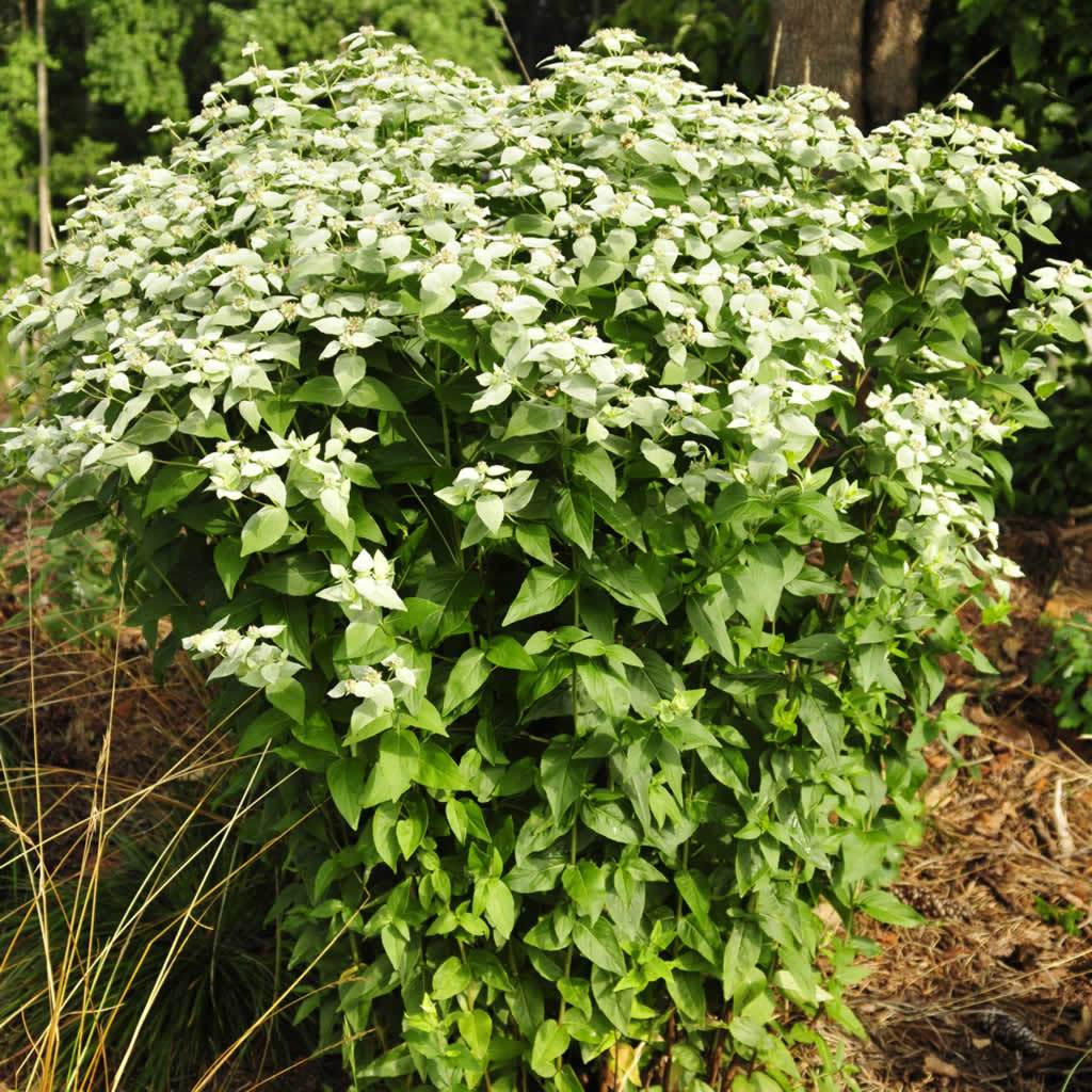 Pycnanthemum muticum
