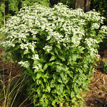 Load image into Gallery viewer, Pycnanthemum muticum
