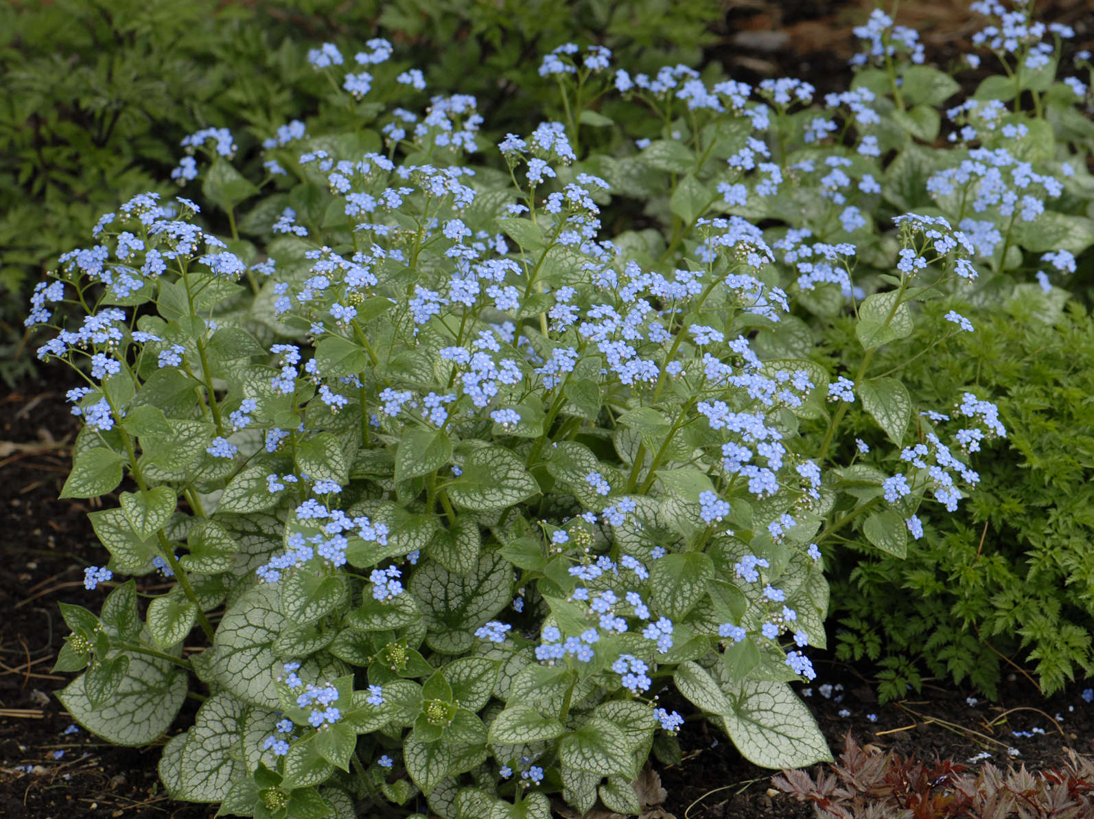 Brunnera 'Jack Frost'