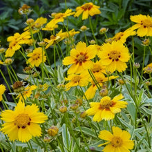 Load image into Gallery viewer, Coreopsis &#39;Tequila Sunrise&#39;
