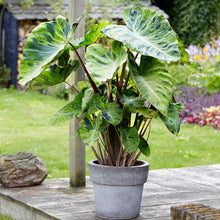 Load image into Gallery viewer, Colocasia &#39;Mojito&#39; (Elephant Ears)
