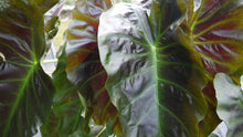 Load image into Gallery viewer, Colocasia 'Royal Hawaiian Aloha' (Elephant Ears)
