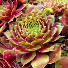 Load image into Gallery viewer, Sempervivum 'Commander Hay'
